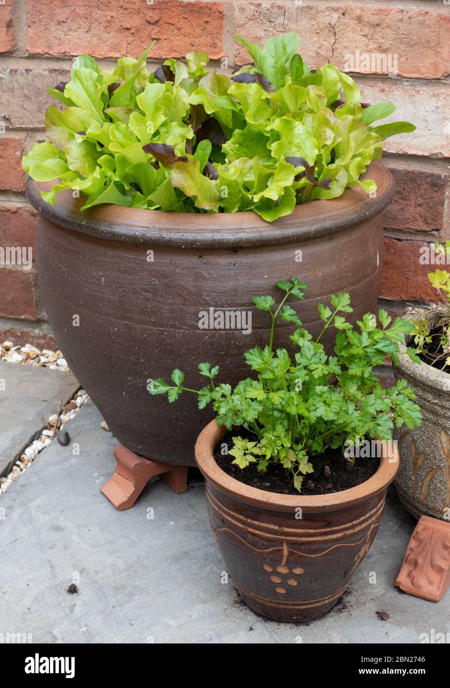 Mixed salad leaves growing in outdoor pots as Coronavirus lockdown encourages self sufficiency during Covid-19 pandemic, England, UK, May 2020. Stock Photo