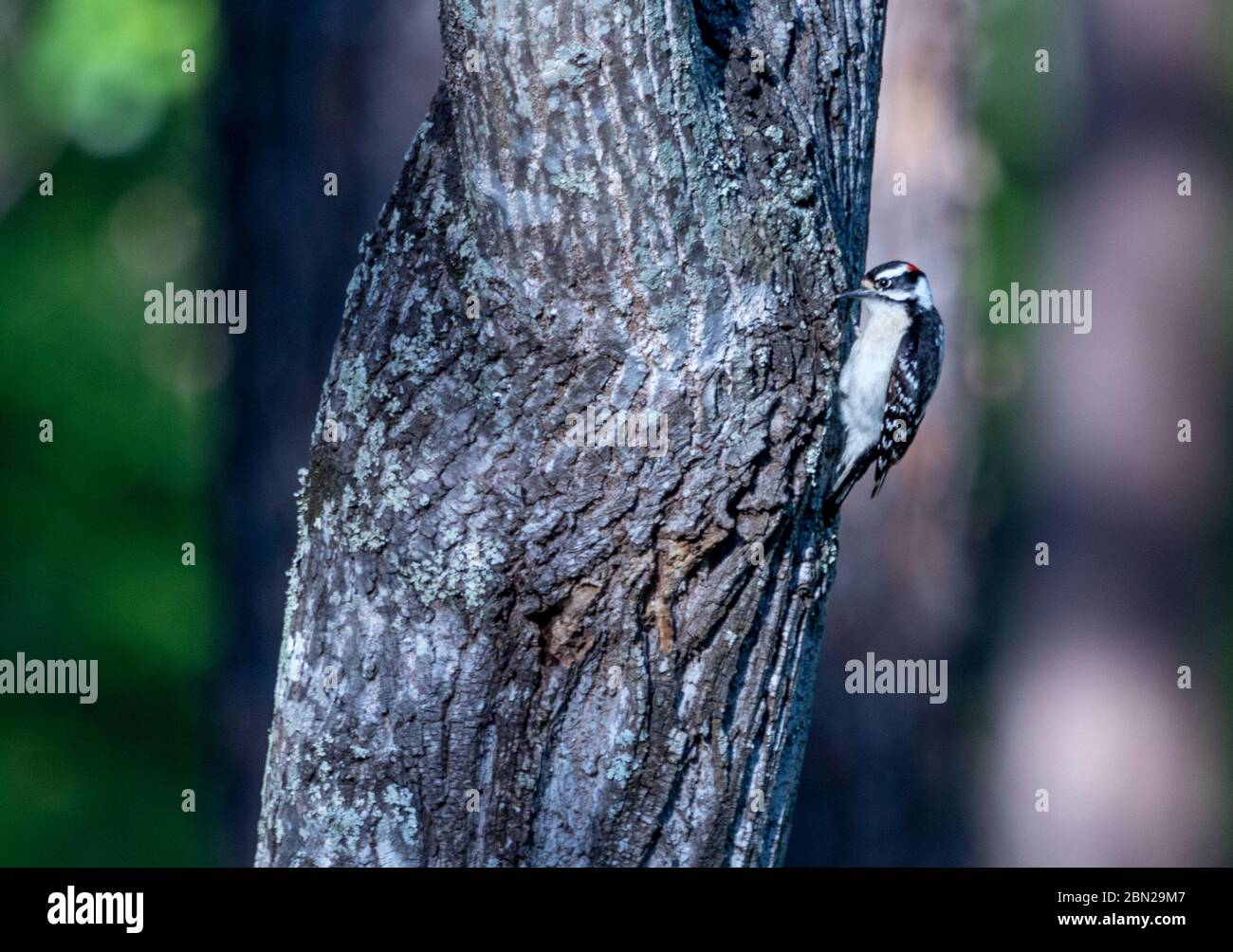 Eastern Downy Woodpecker- male Stock Photo