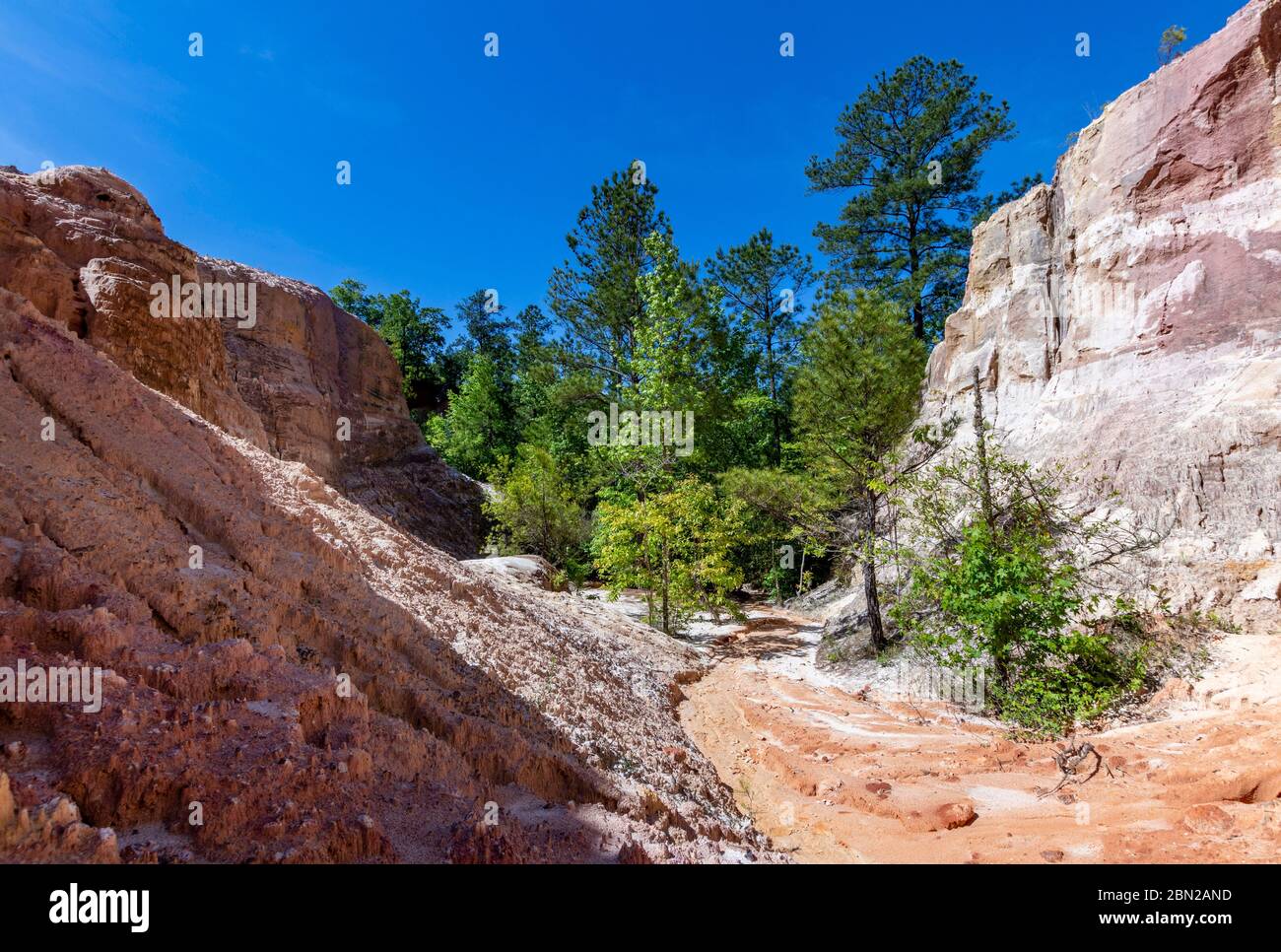 Pine trees growing along the canyon floor at Providence canyon state park Stock Photo