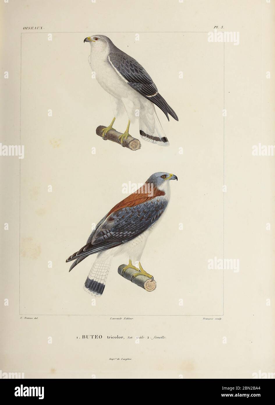 hand coloured sketch of Variable Hawk (Buteo polyosoma polyosoma [Here as Buteo tricolor]) Top: Male bottom: Female From the book 'Voyage dans l'Amérique Méridionale' [Journey to South America: (Brazil, the eastern republic of Uruguay, the Argentine Republic, Patagonia, the republic of Chile, the republic of Bolivia, the republic of Peru), executed during the years 1826 - 1833] 4th volume Part 3 By: Orbigny, Alcide Dessalines d', d'Orbigny, 1802-1857; Montagne, Jean François Camille, 1784-1866; Martius, Karl Friedrich Philipp von, 1794-1868 Published Paris :Chez Pitois-Levrault et c.e ... ;18 Stock Photo