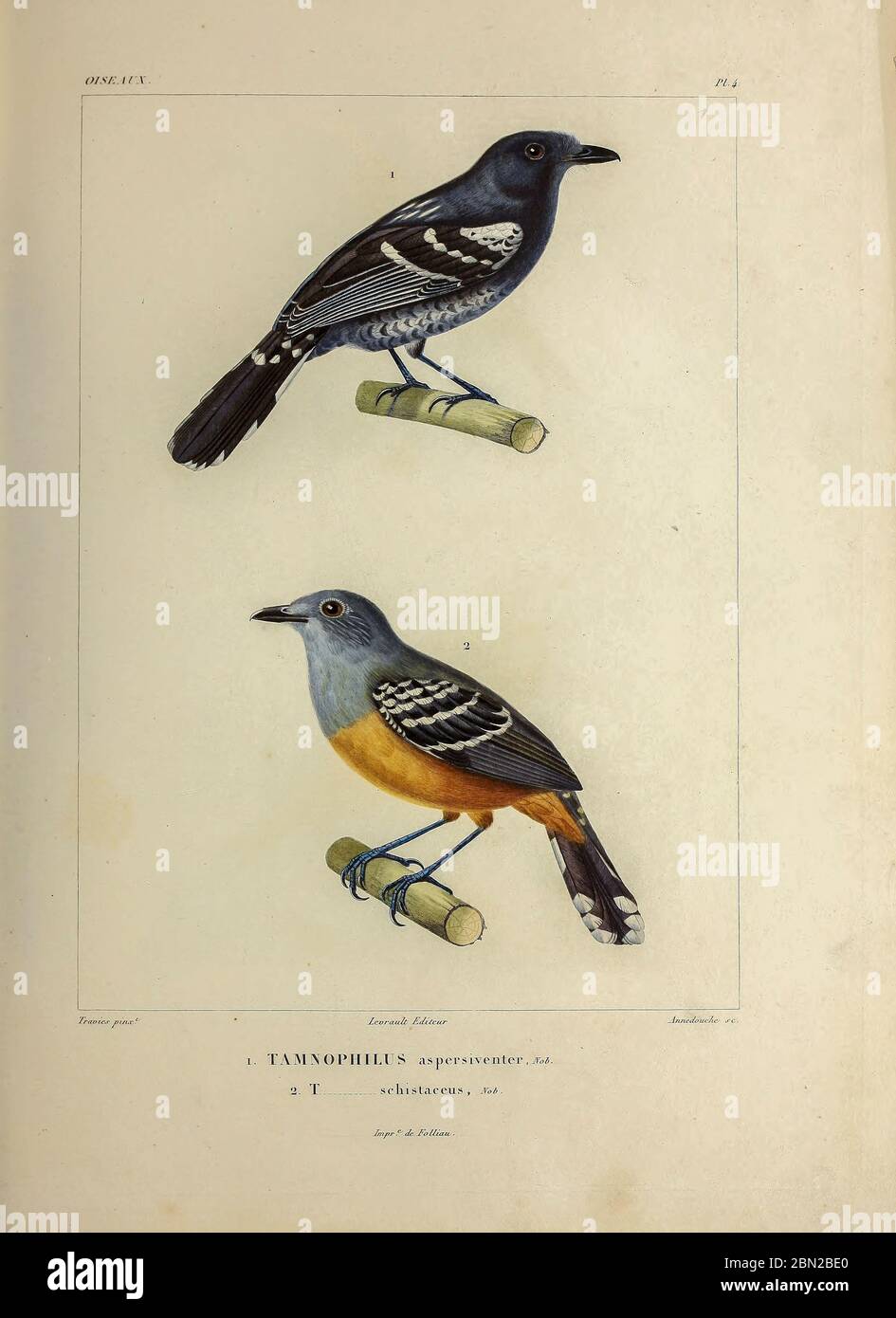 hand coloured sketch top: Variable Antshrike (Thamnophilus caerulescens aspersiventer [Here as Tamnophilus aspersiventer]) Bottom: Plain-winged Antshrike (Thamnophilus schistaceus [Here as Tamnophilus schistaceus]) From the book 'Voyage dans l'Amérique Méridionale' [Journey to South America: (Brazil, the eastern republic of Uruguay, the Argentine Republic, Patagonia, the republic of Chile, the republic of Bolivia, the republic of Peru), executed during the years 1826 - 1833] 4th volume Part 3 By: Orbigny, Alcide Dessalines d', d'Orbigny, 1802-1857; Montagne, Jean François Camille, 1784-1866; Stock Photo