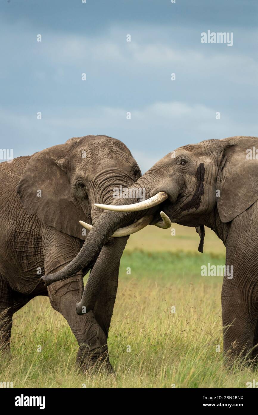 Two male african elephants (loxodonta africana) fighting and pushing