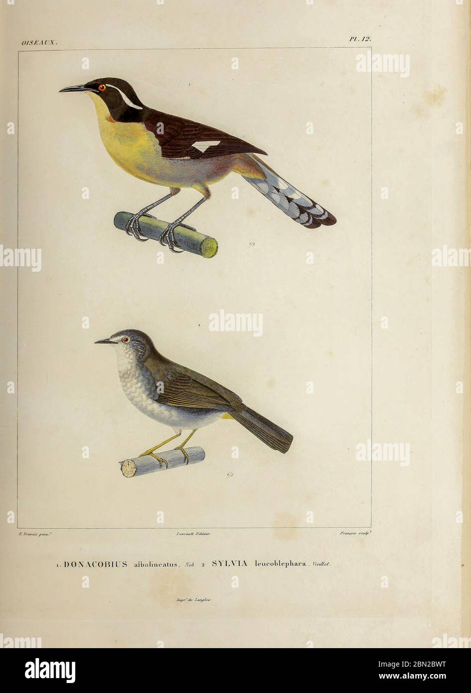 hand coloured sketch top: Black-capped Donacobius (Donacobius atricapilla albovittatus [Here as Donacobius albolineatus]) Bottom: white-rimmed warbler or white-browed warbler (Myiothlypis leucoblephara [Here as Sylvia leucoblephara]) From the book 'Voyage dans l'Amérique Méridionale' [Journey to South America: (Brazil, the eastern republic of Uruguay, the Argentine Republic, Patagonia, the republic of Chile, the republic of Bolivia, the republic of Peru), executed during the years 1826 - 1833] 4th volume Part 3 By: Orbigny, Alcide Dessalines d', d'Orbigny, 1802-1857; Montagne, Jean François C Stock Photo