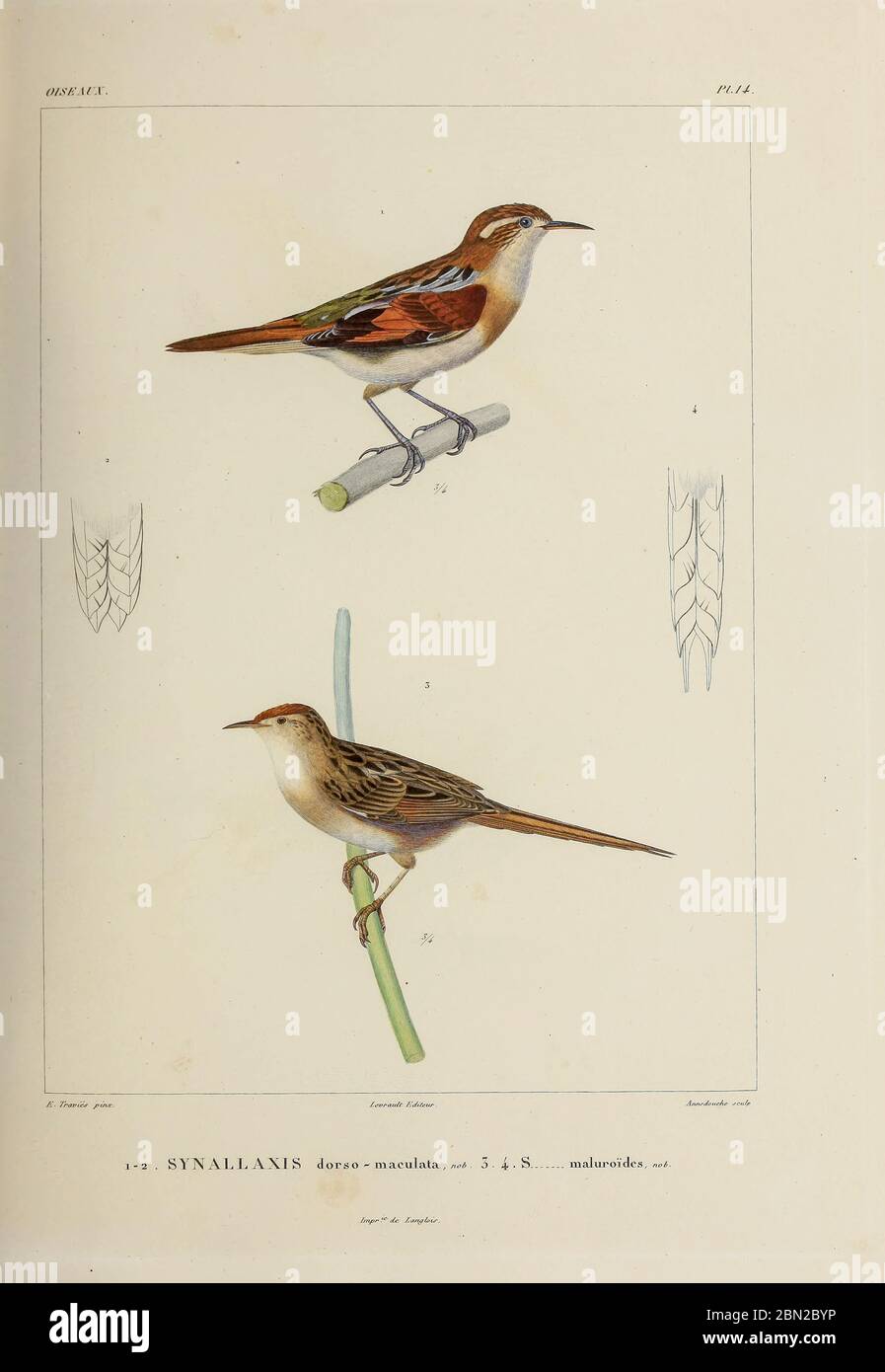 hand coloured sketch Top: wren-like rushbird (Phleocryptes melanops [Here as Synallaxis dorso-maculata]) Bottom: bay-capped wren-spinetail (Spartonoica maluroides) [Here as Synallaxis maluroides]) From the book 'Voyage dans l'Amérique Méridionale' [Journey to South America: (Brazil, the eastern republic of Uruguay, the Argentine Republic, Patagonia, the republic of Chile, the republic of Bolivia, the republic of Peru), executed during the years 1826 - 1833] 4th volume Part 3 By: Orbigny, Alcide Dessalines d', d'Orbigny, 1802-1857; Montagne, Jean François Camille, 1784-1866; Martius, Karl Frie Stock Photo