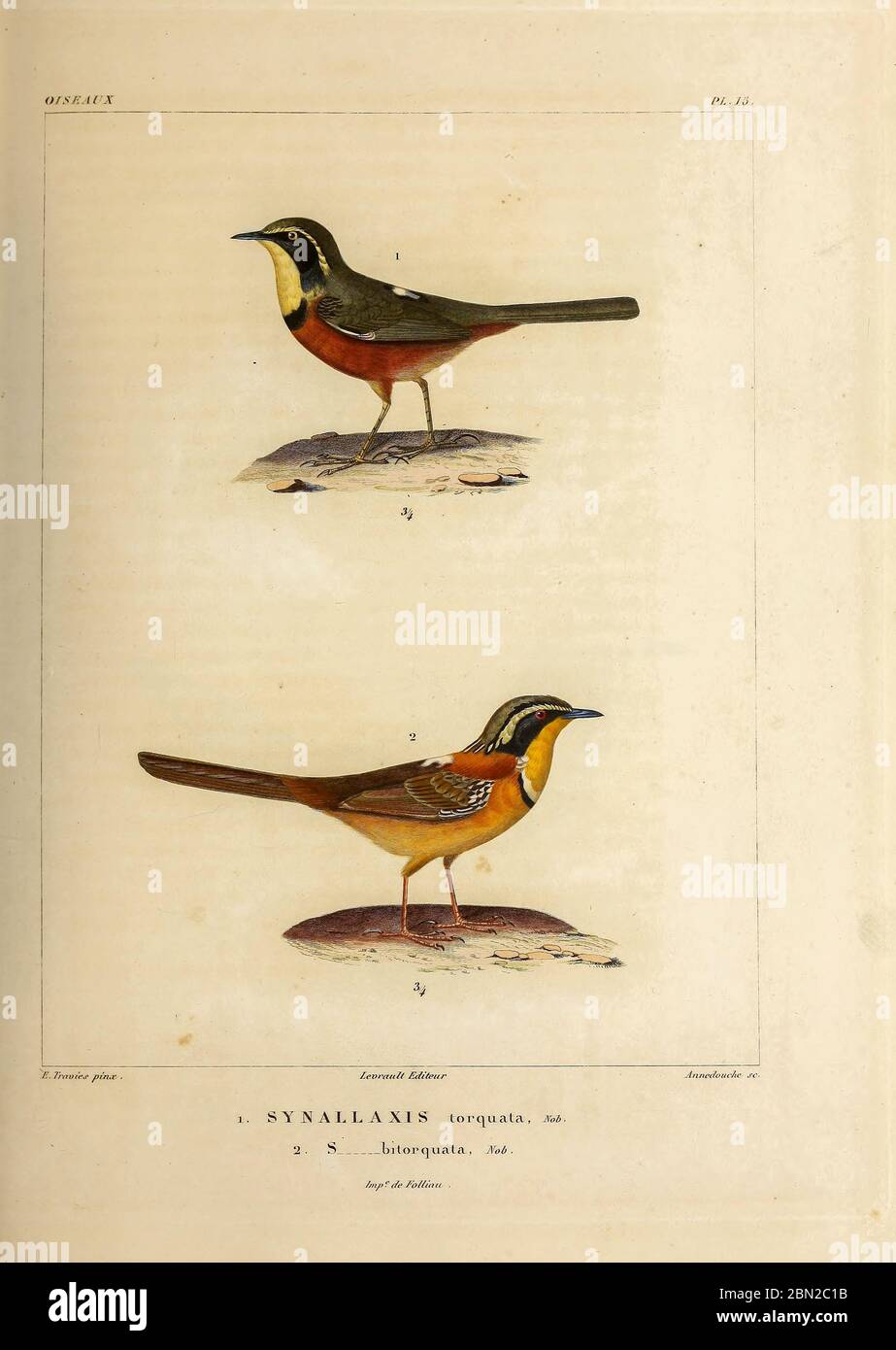 hand coloured sketch Top: olive-crowned crescentchest (Melanopareia maximiliani [Here as Synallaxis torquata]) Bottom: double-collared crescentchest (Melanopareia bitorquata [Here as Synallaxis bitorquata]) From the book 'Voyage dans l'Amérique Méridionale' [Journey to South America: (Brazil, the eastern republic of Uruguay, the Argentine Republic, Patagonia, the republic of Chile, the republic of Bolivia, the republic of Peru), executed during the years 1826 - 1833] 4th volume Part 3 By: Orbigny, Alcide Dessalines d', d'Orbigny, 1802-1857; Montagne, Jean François Camille, 1784-1866; Martius, Stock Photo