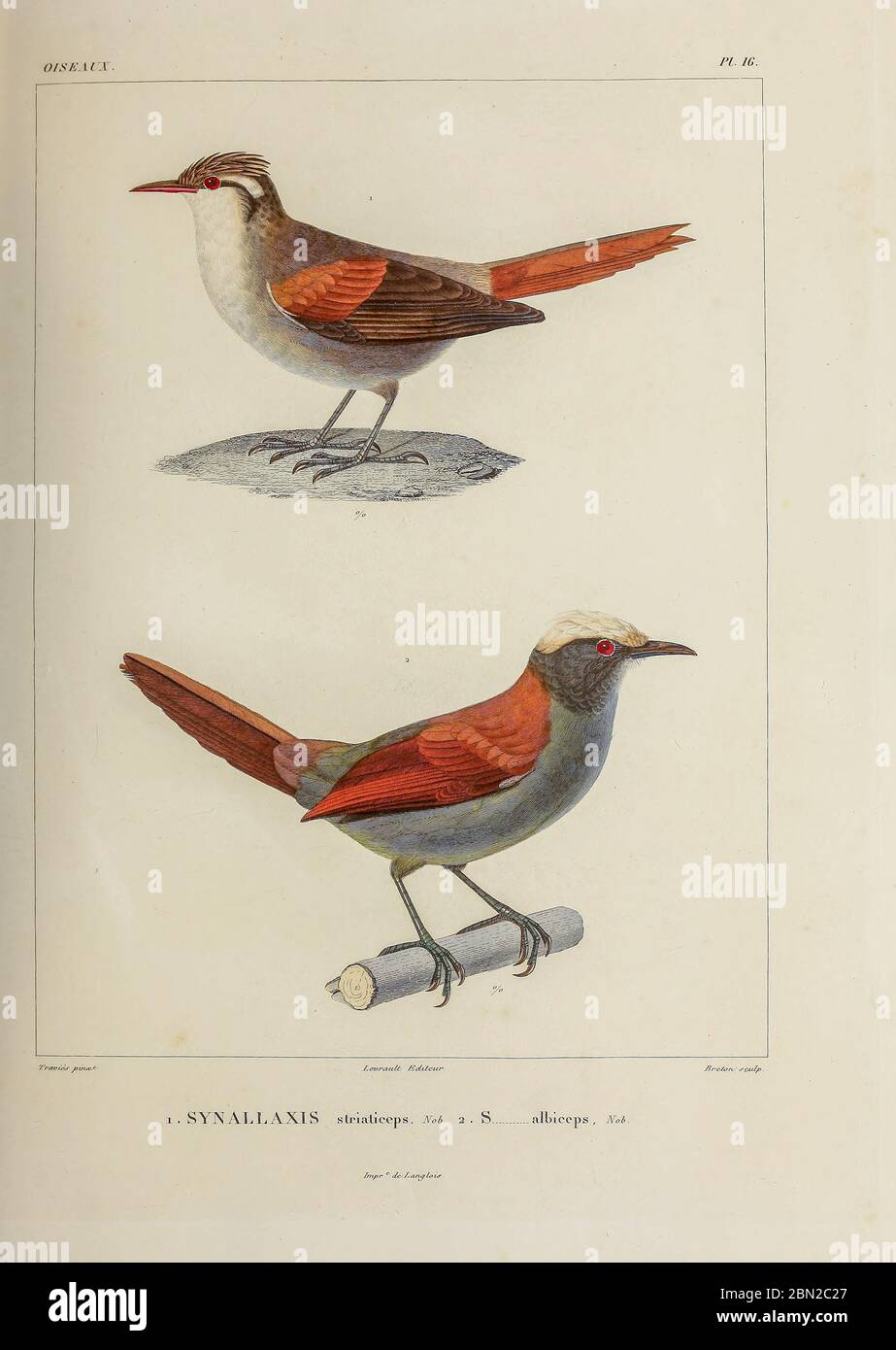 hand coloured sketch Top: stripe-crowned spinetail (Cranioleuca pyrrhophia [Here as Synallaxis striaticeps]) Bottom: light-crowned spinetail (Cranioleuca albiceps [Here as Synallaxis albiceps]) From the book 'Voyage dans l'Amérique Méridionale' [Journey to South America: (Brazil, the eastern republic of Uruguay, the Argentine Republic, Patagonia, the republic of Chile, the republic of Bolivia, the republic of Peru), executed during the years 1826 - 1833] 4th volume Part 3 By: Orbigny, Alcide Dessalines d', d'Orbigny, 1802-1857; Montagne, Jean François Camille, 1784-1866; Martius, Karl Friedri Stock Photo