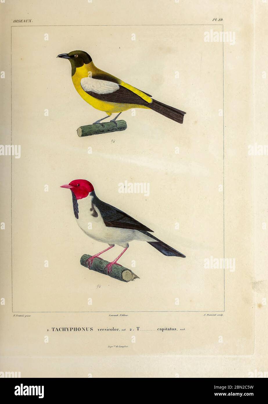 hand coloured sketch Top: white-winged shrike-tanager (Lanio versicolor) [Here as Tachyphonus versicolor]) Bottom: yellow-billed cardinal (Paroaria capitata) [Here as Tachyphonus capitatus]) From the book 'Voyage dans l'Amérique Méridionale' [Journey to South America: (Brazil, the eastern republic of Uruguay, the Argentine Republic, Patagonia, the republic of Chile, the republic of Bolivia, the republic of Peru), executed during the years 1826 - 1833] 4th volume Part 3 By: Orbigny, Alcide Dessalines d', d'Orbigny, 1802-1857; Montagne, Jean François Camille, 1784-1866; Martius, Karl Friedrich Stock Photo