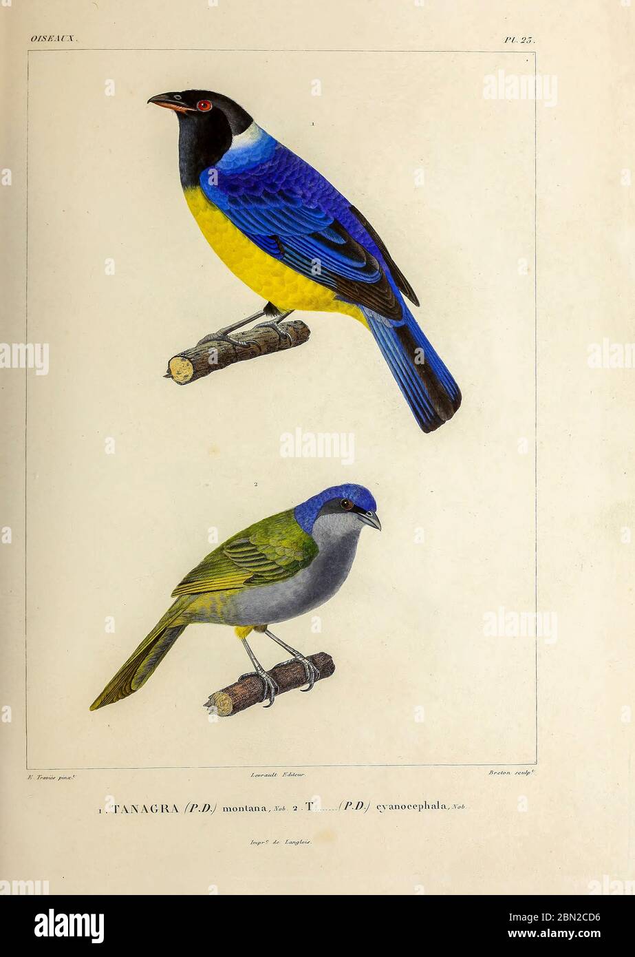 hand coloured sketch Top: hooded mountain tanager (Buthraupis montana) [Here as Tanagra montana]) Bottom: red-necked tanager (Tangara cyanocephala [Here as Tanagra cyanocephala]) From the book 'Voyage dans l'Amérique Méridionale' [Journey to South America: (Brazil, the eastern republic of Uruguay, the Argentine Republic, Patagonia, the republic of Chile, the republic of Bolivia, the republic of Peru), executed during the years 1826 - 1833] 4th volume Part 3 By: Orbigny, Alcide Dessalines d', d'Orbigny, 1802-1857; Montagne, Jean François Camille, 1784-1866; Martius, Karl Friedrich Philipp von, Stock Photo
