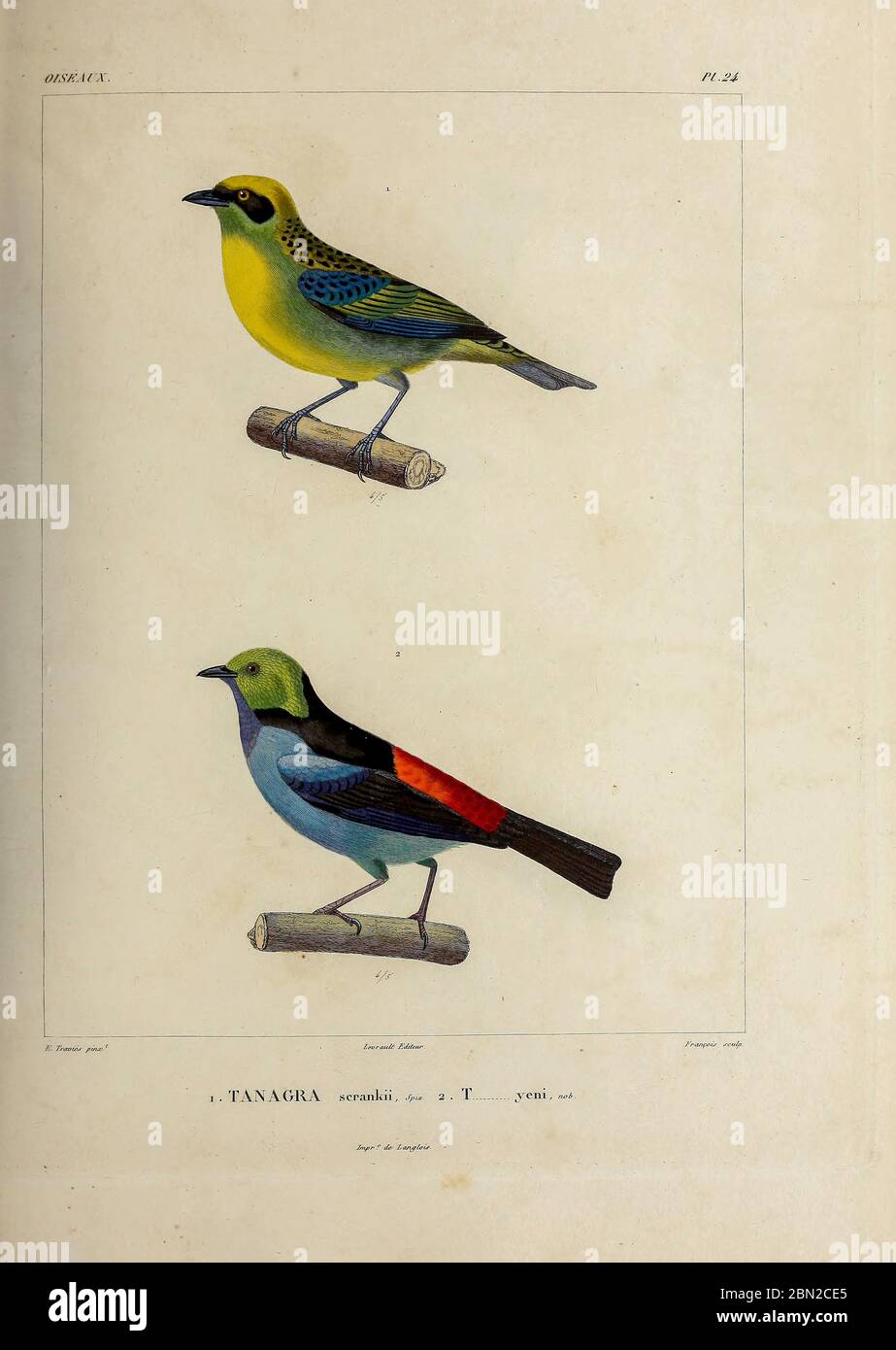 hand coloured sketch Top: green-and-gold tanager (Tangara schrankii [Here as Tanagra scrankii]) Bottom: paradise tanager (Tangara chilensis) [Here as Tanagra yeni]) From the book 'Voyage dans l'Amérique Méridionale' [Journey to South America: (Brazil, the eastern republic of Uruguay, the Argentine Republic, Patagonia, the republic of Chile, the republic of Bolivia, the republic of Peru), executed during the years 1826 - 1833] 4th volume Part 3 By: Orbigny, Alcide Dessalines d', d'Orbigny, 1802-1857; Montagne, Jean François Camille, 1784-1866; Martius, Karl Friedrich Philipp von, 1794-1868 Pub Stock Photo