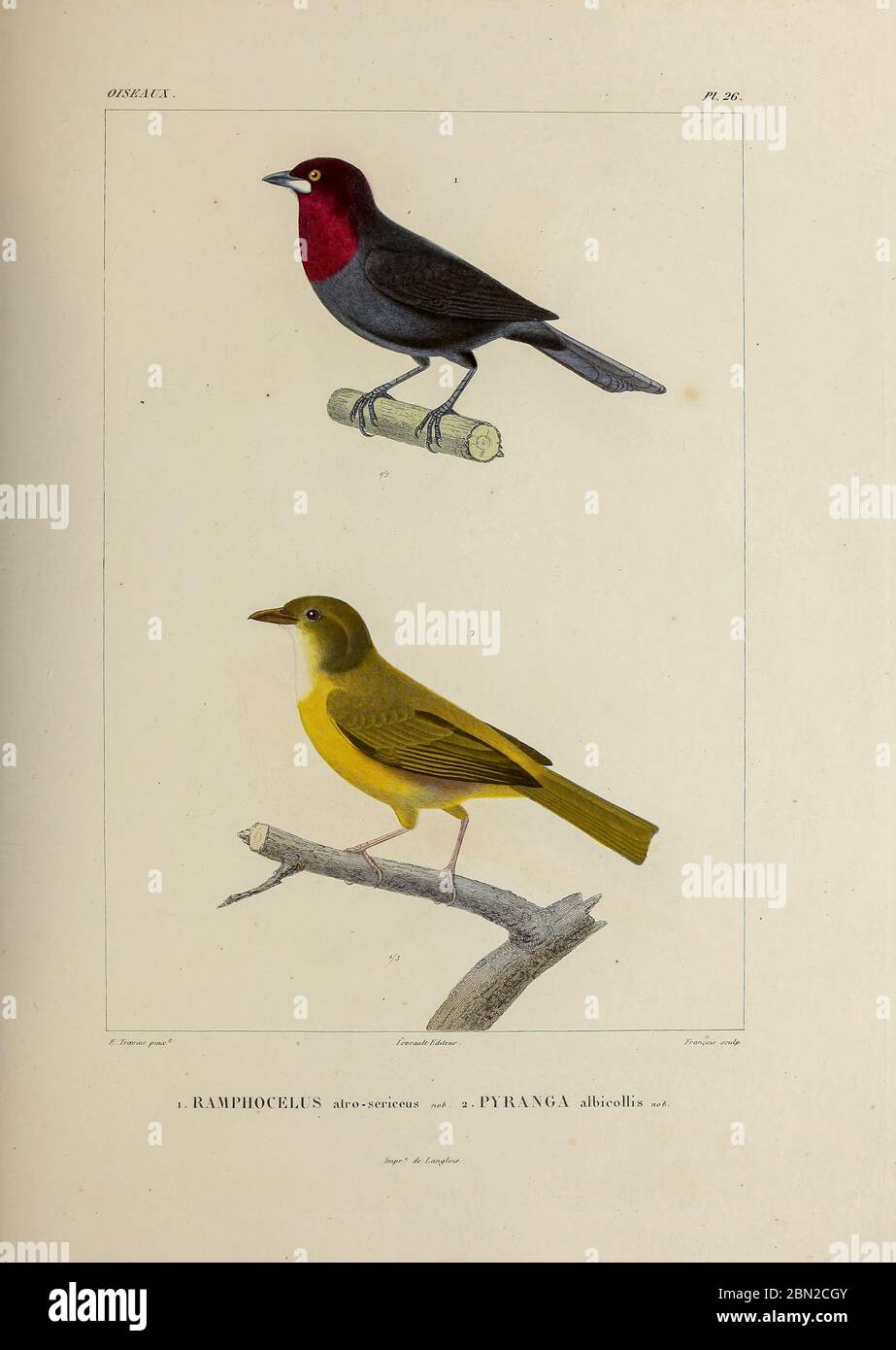 hand coloured sketch Top: silver-beaked tanager (Ramphocelus carbo [Here as Ramphocelus atro-sericeus]) Bottom: grey-headed tanager (Eucometis penicillata) [Here as Pyranga albicollis]) From the book 'Voyage dans l'Amérique Méridionale' [Journey to South America: (Brazil, the eastern republic of Uruguay, the Argentine Republic, Patagonia, the republic of Chile, the republic of Bolivia, the republic of Peru), executed during the years 1826 - 1833] 4th volume Part 3 By: Orbigny, Alcide Dessalines d', d'Orbigny, 1802-1857; Montagne, Jean François Camille, 1784-1866; Martius, Karl Friedrich Phili Stock Photo
