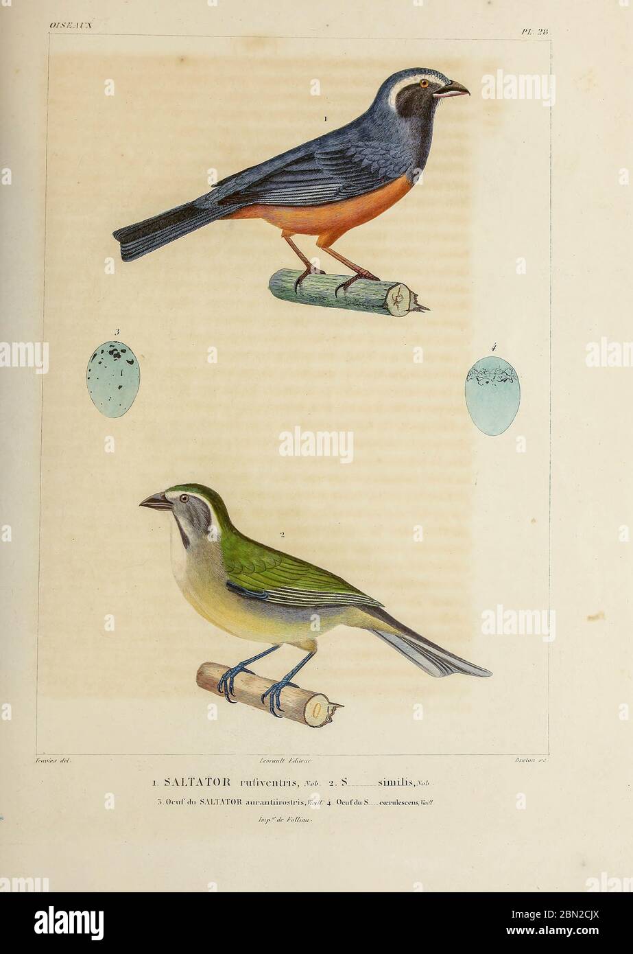 hand coloured sketch Top: rufous-bellied mountain tanager or rufous-bellied saltator (Pseudosaltator rufiventris) [Here as Saltator rufiventris]) Bottom:  Green-winged Saltator (Saltator similis) From the book 'Voyage dans l'Amérique Méridionale' [Journey to South America: (Brazil, the eastern republic of Uruguay, the Argentine Republic, Patagonia, the republic of Chile, the republic of Bolivia, the republic of Peru), executed during the years 1826 - 1833] 4th volume Part 3 By: Orbigny, Alcide Dessalines d', d'Orbigny, 1802-1857; Montagne, Jean François Camille, 1784-1866; Martius, Karl Fried Stock Photo