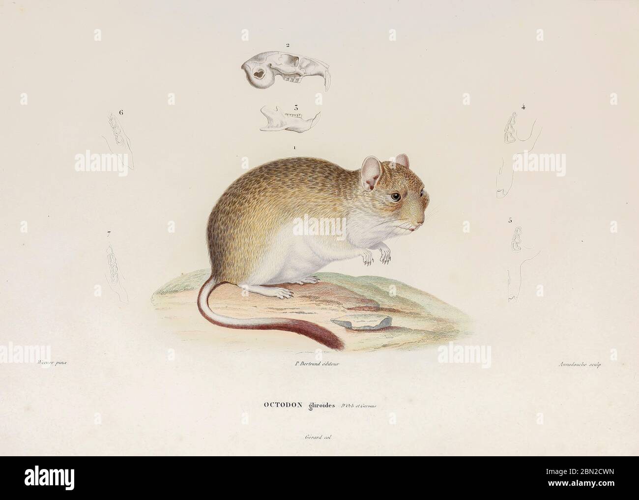 The mountain degu (Octodontomys gliroides) is a species of rodent in the family Octodontidae. It is monotypic within the genus Octodontomys. It is found in the foothills of the Andes in Argentina, Bolivia and Chile. Contents. hand coloured sketched From the book 'Voyage dans l'Amérique Méridionale' [Journey to South America: (Brazil, the eastern republic of Uruguay, the Argentine Republic, Patagonia, the republic of Chile, the republic of Bolivia, the republic of Peru), executed during the years 1826 - 1833] 4th volume By: Orbigny, Alcide Dessalines d', d'Orbigny, 1802-1857; Montagne, Jean Fra Stock Photo