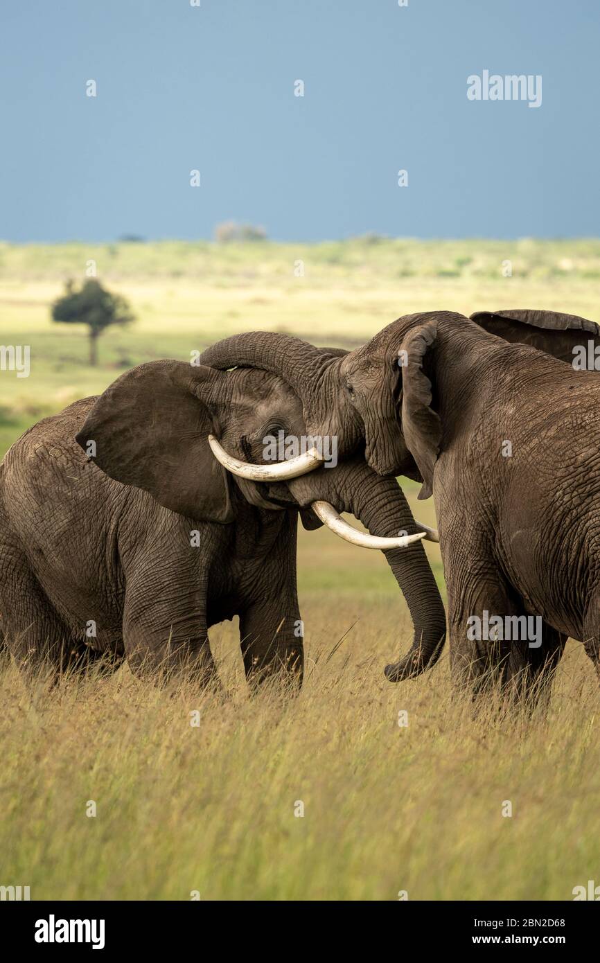 Two male african elephants (loxodonta africana) fighting and pushing
