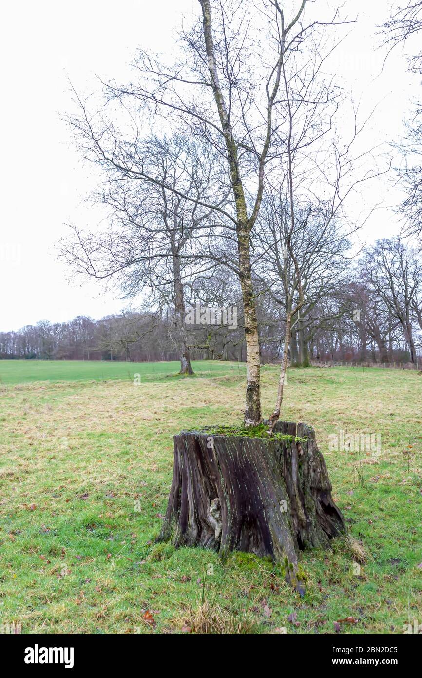small tree growing out of a stump Stock Photo