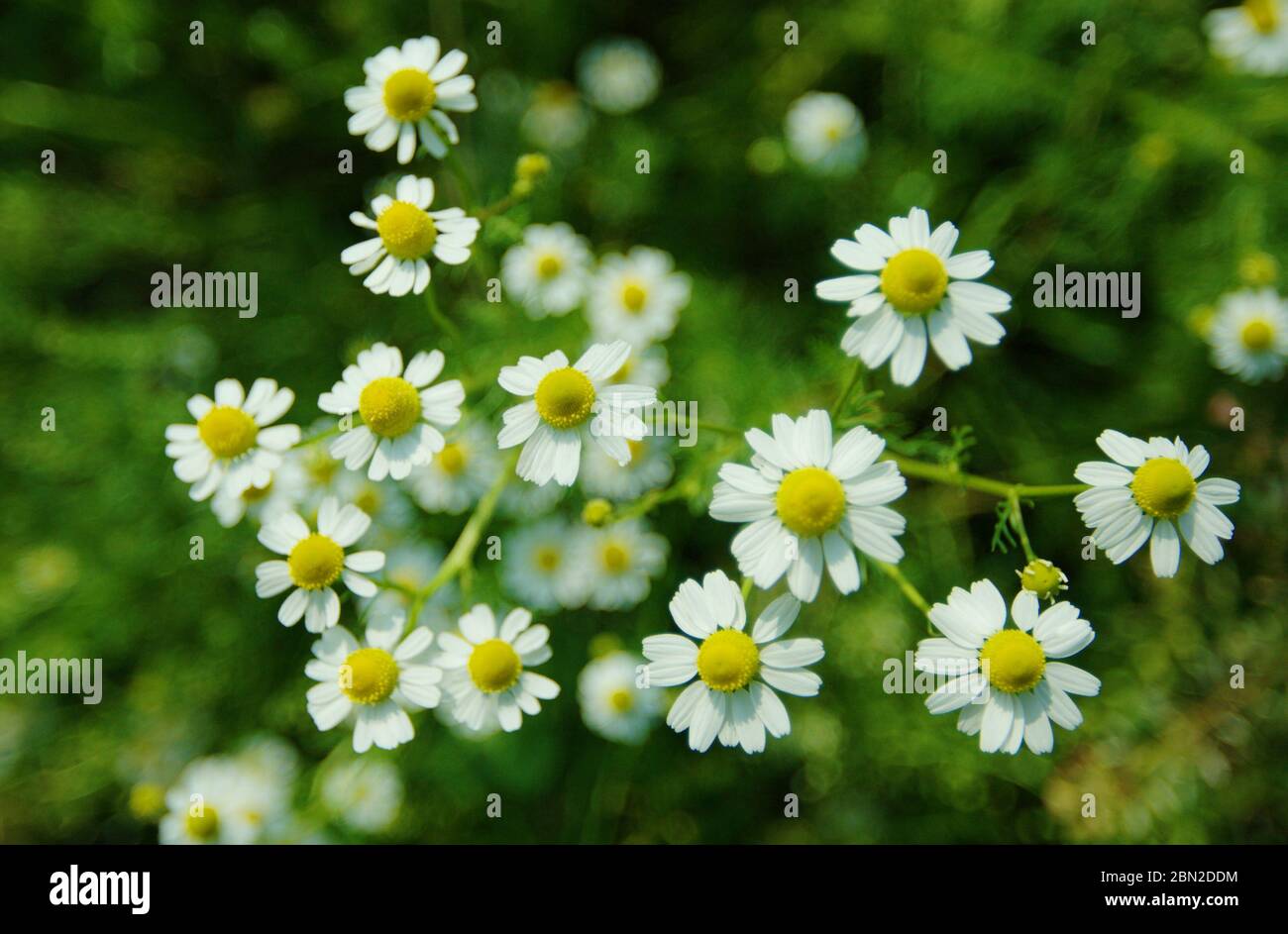 Chamomile or camomile  see spelling differences is the common name for several daisy-like plants of the family Asteraceae. Two of the species are comm Stock Photo