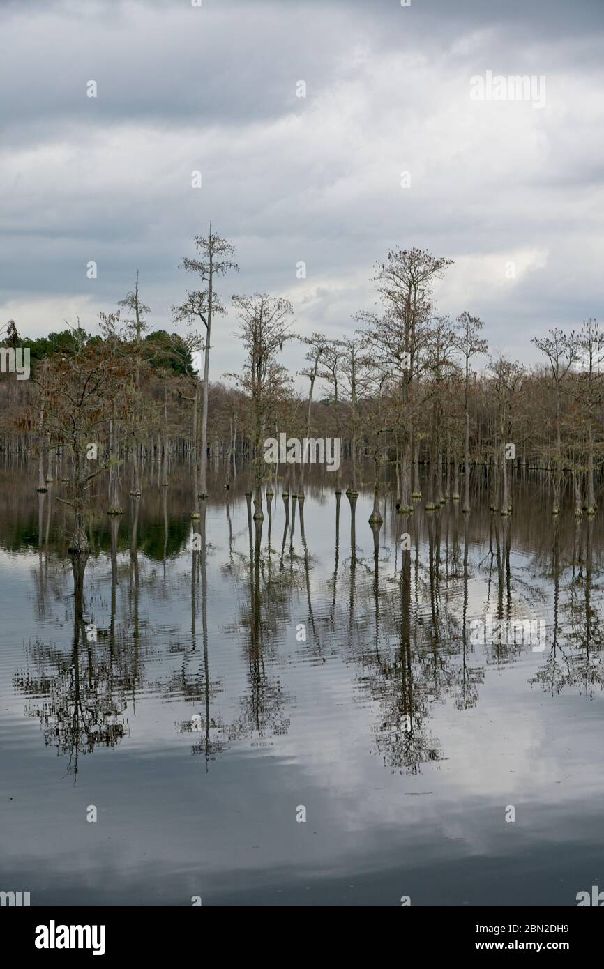 cypress trees in L Smith State Park in USA Stock Photo