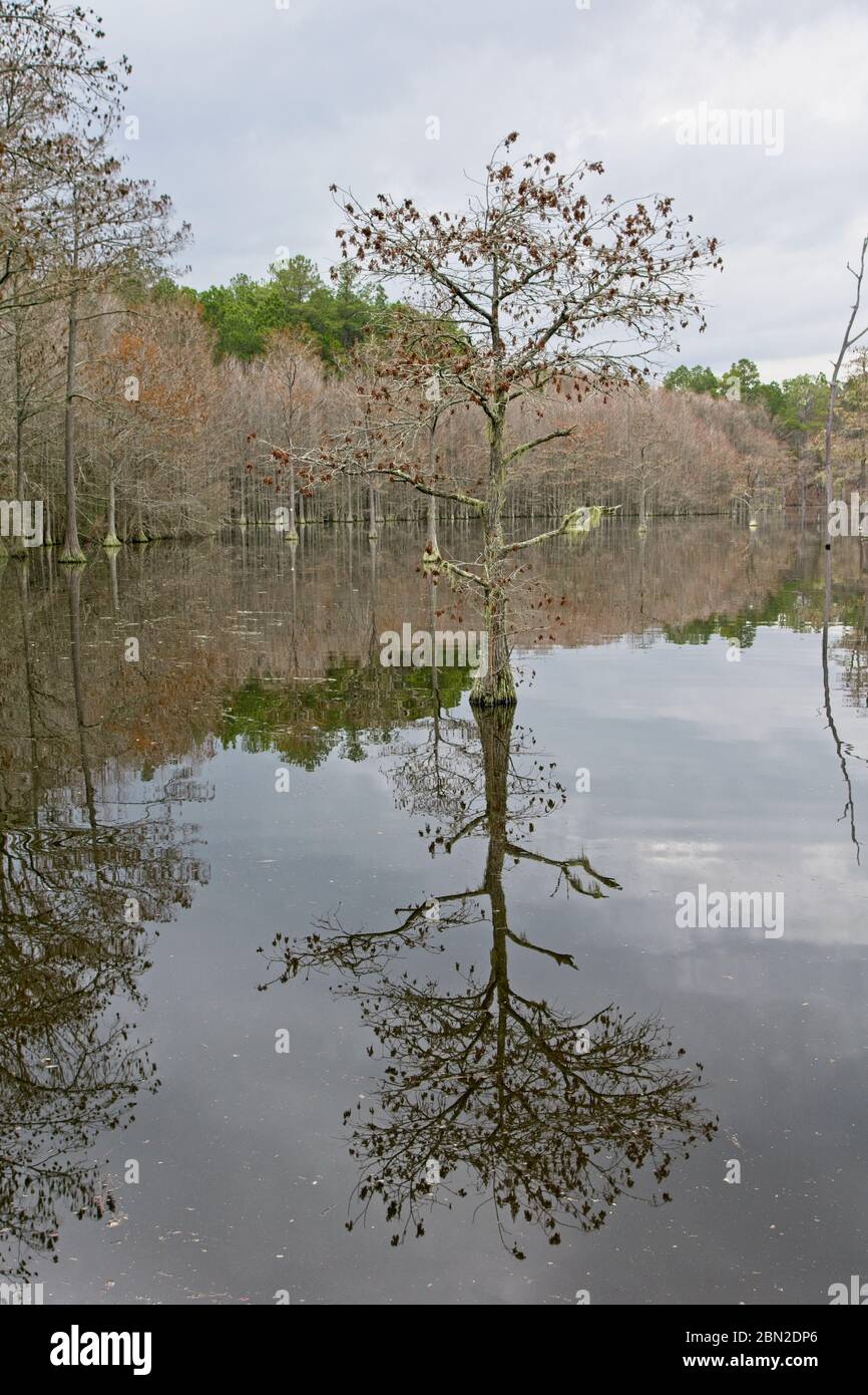 L Smith State Park in USA Stock Photo Alamy