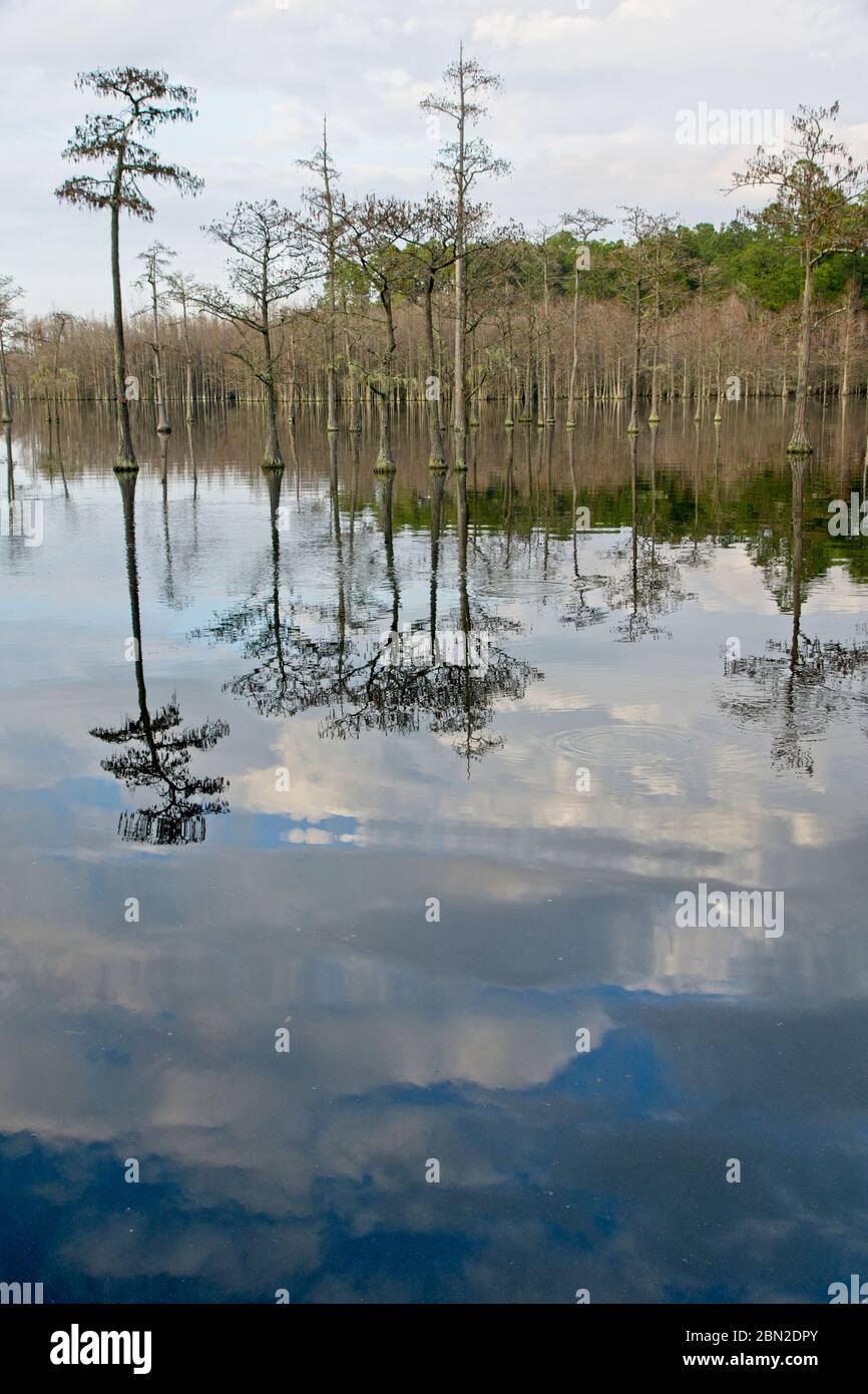 L Smith State Park in USA Stock Photo Alamy