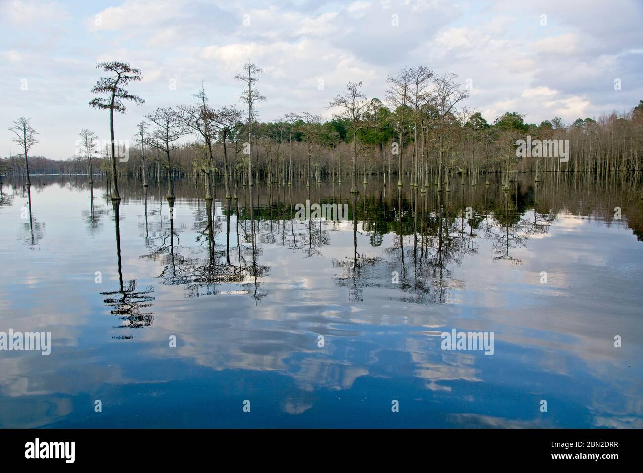 L Smith State Park in USA Stock Photo Alamy