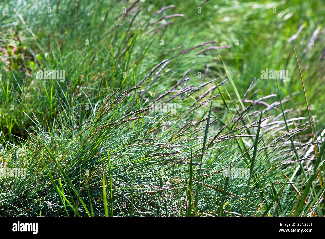 Hierochloe odorata. Hierochloe odorata or Anthoxanthum nitens[1] (commonly known as sweet grass, manna grass, Mary’s grass or vanilla grass, and as ho Stock Photo