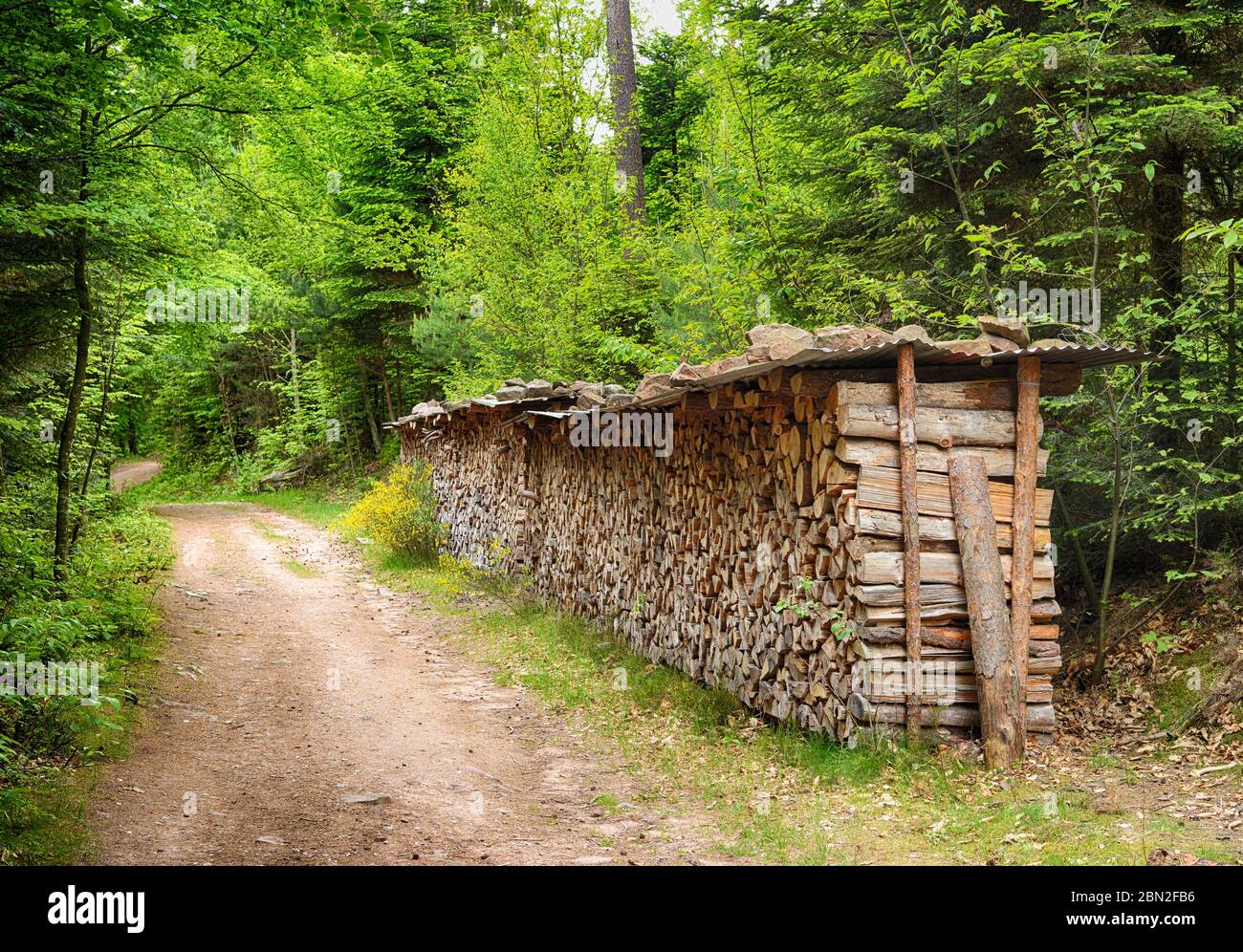 pile of wood stored near a path in the forest Stock Photo Alamy
