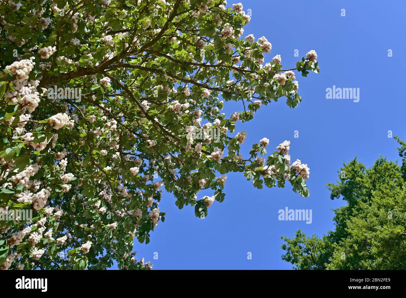Conca Tree Blossoming horse-chestnut / conker tree (Aesculus hippocastanum) close ...