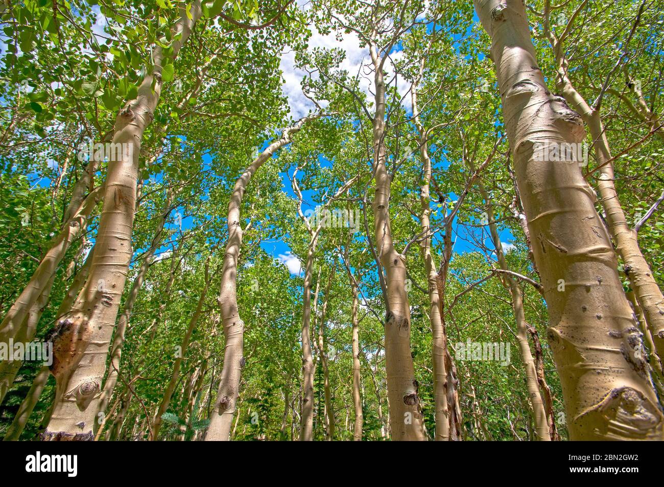 Colorado environment hi-res stock photography and images - Alamy