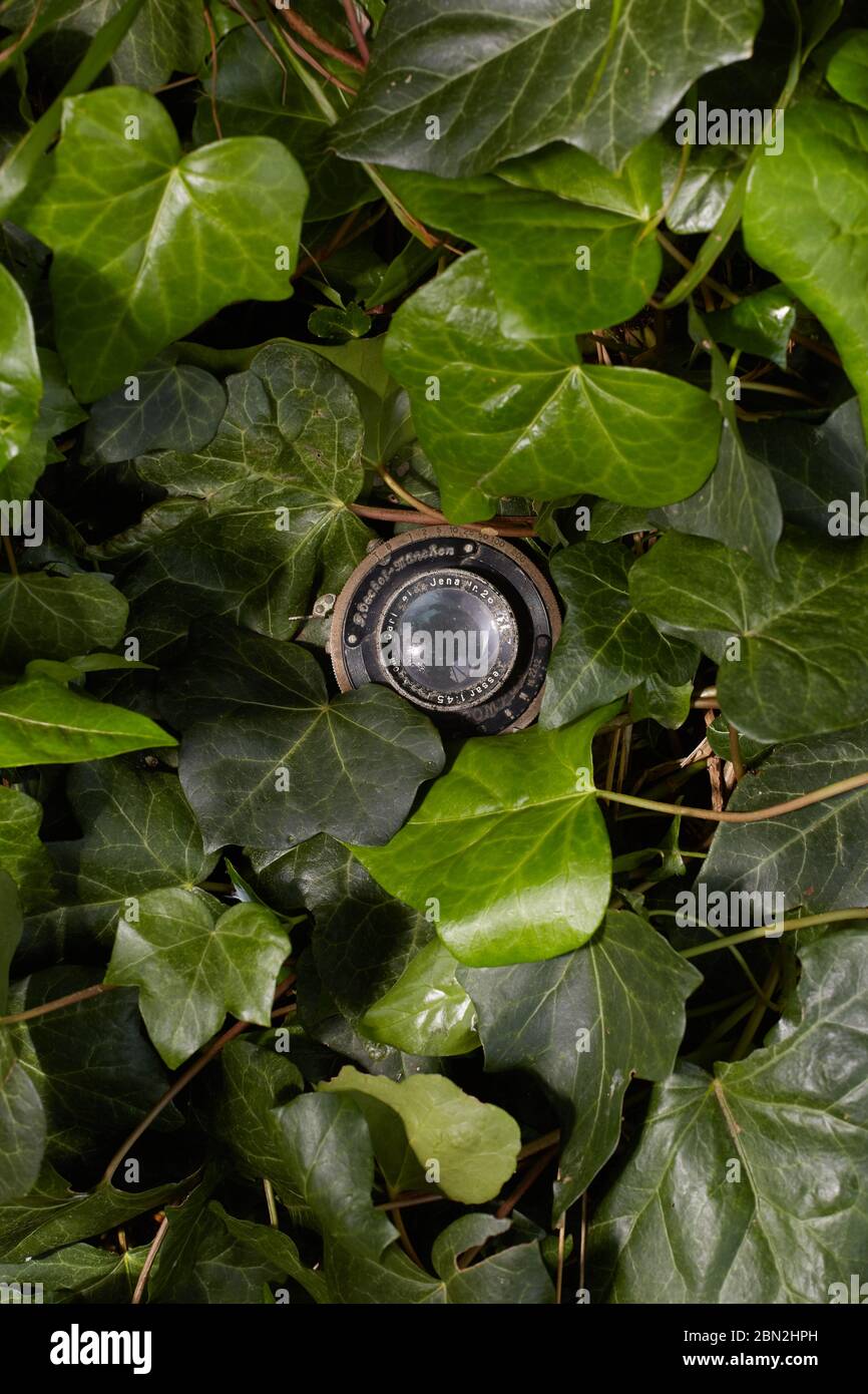 Photograph of a decaying old Zeiss Tessar lens lying in dense Ivy. Stock Photo