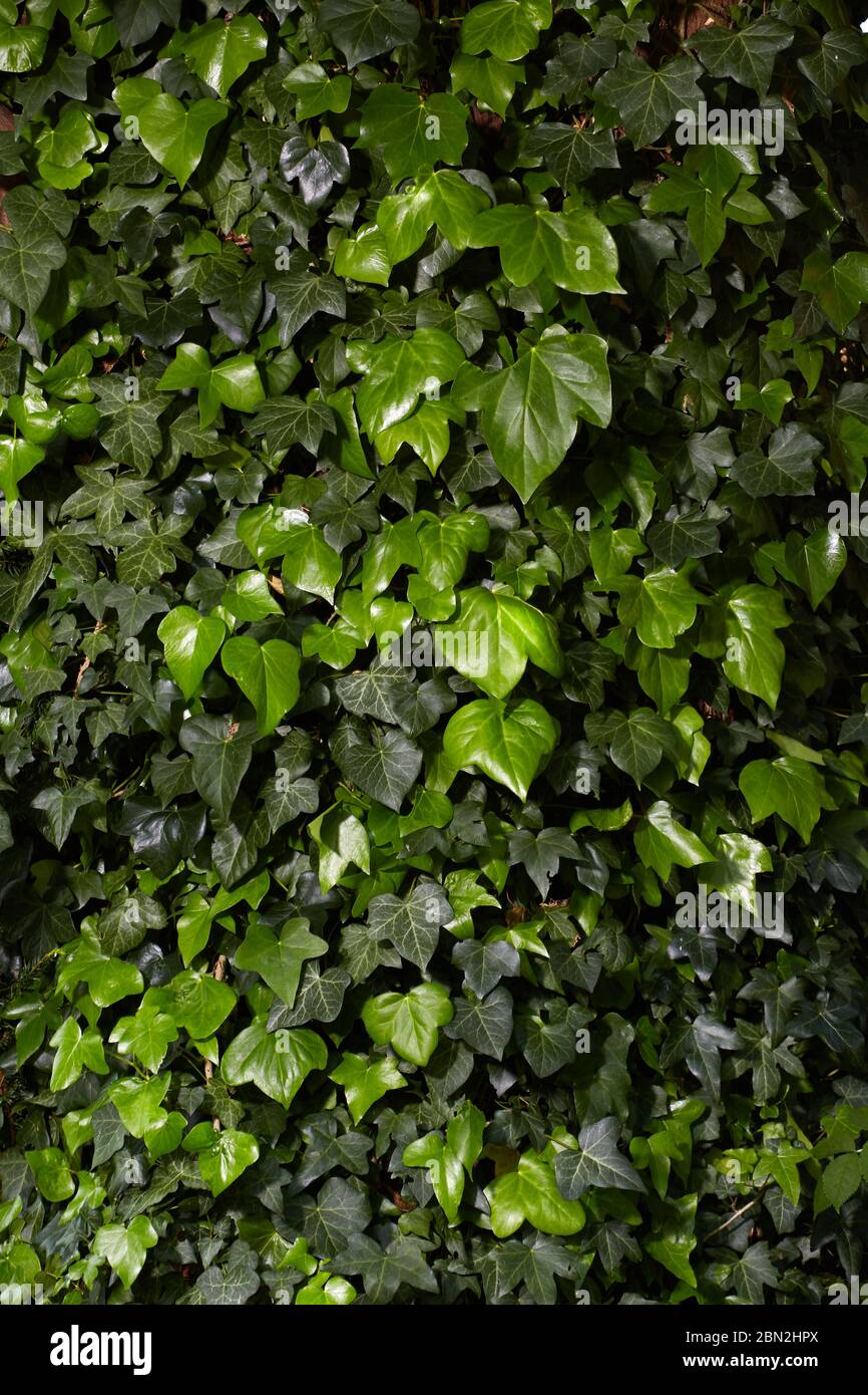Photograph of Ivy (Hedera Hibernica) growing on a tree. Stock Photo