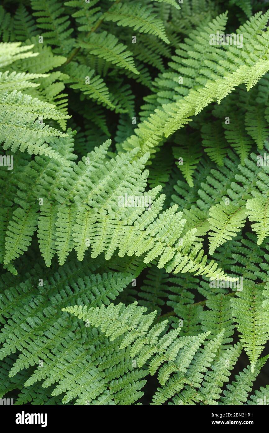 Wood fern hi-res stock photography and images - Alamy