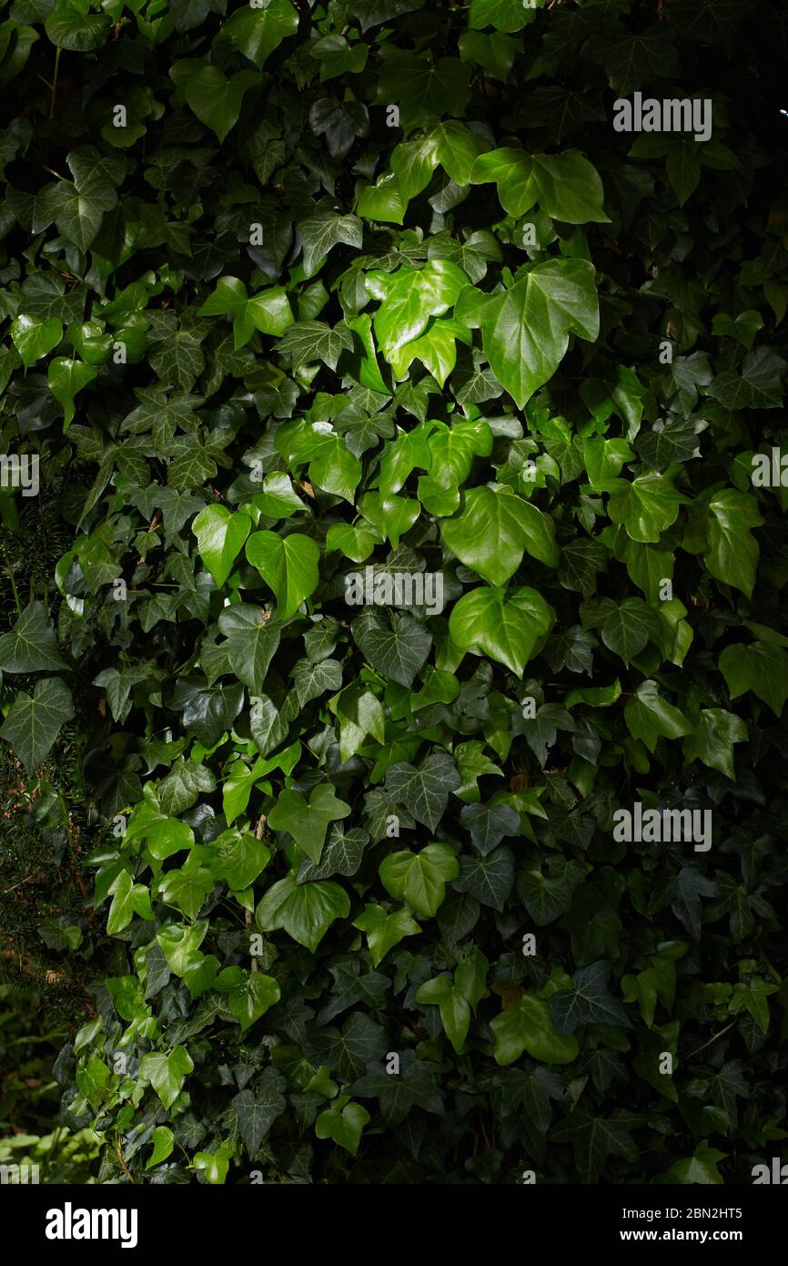 Photograph of Ivy (Hedera Hibernica) growing on a tree. Stock Photo