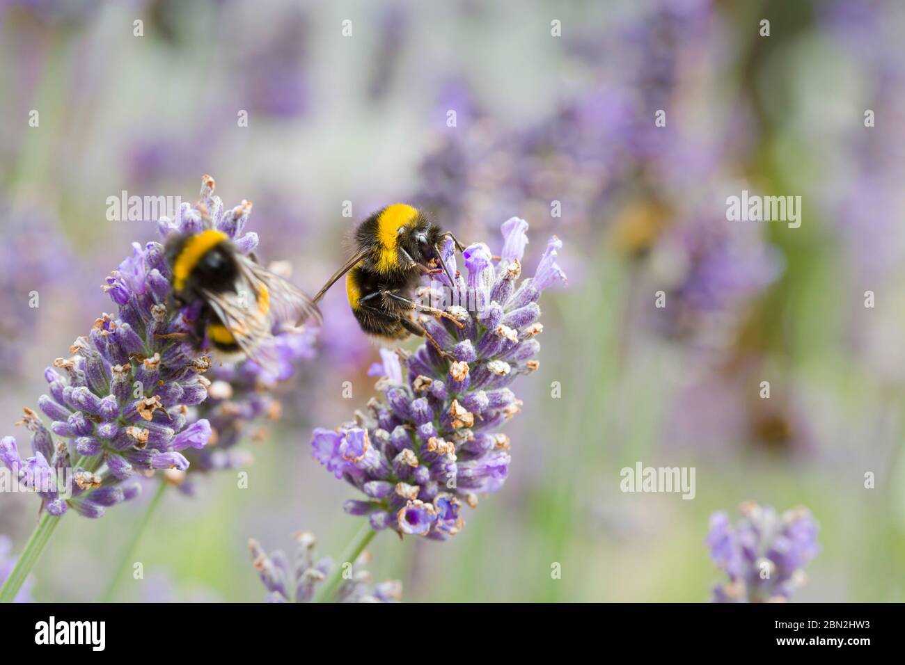 Bumble bees pollinating lavender (lavandula angustifolia) flowers. Insect pollination in summer, UK Stock Photo