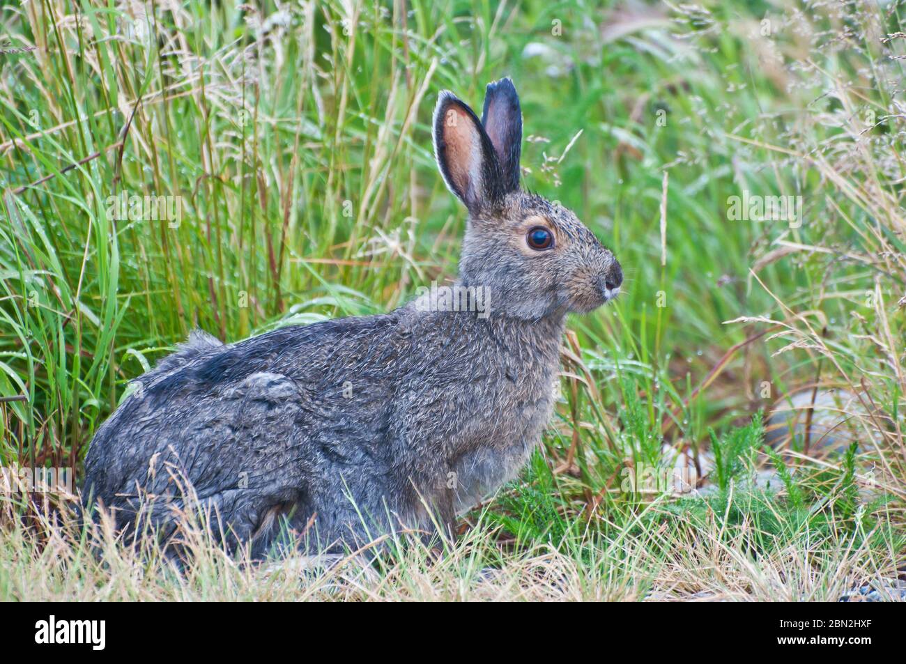 Snowshoe rabbit hires stock photography and images Alamy