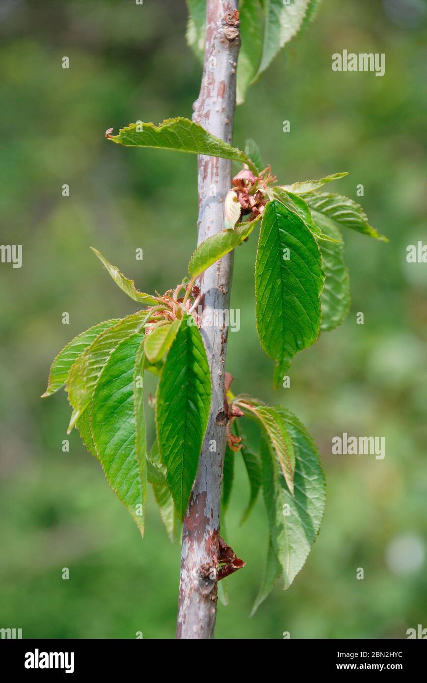 The young leaves growing on a Durone Nero di Vignola III Cherry tree (Prunus Avium) in spring (mid April) Stock Photo