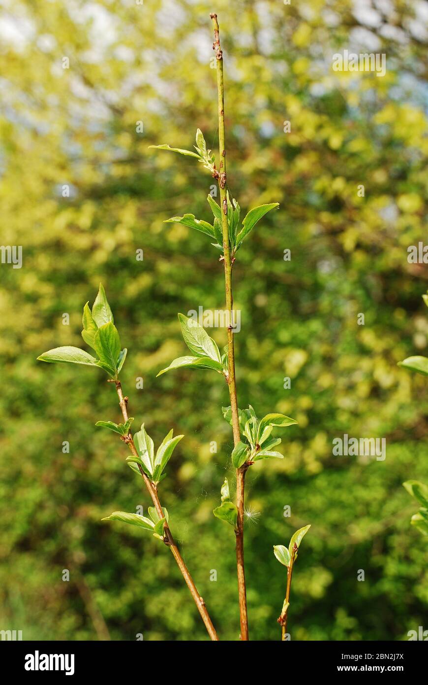 The young leaves growing on an Angelino Plum tree (Prunus Salicina Lindl.) in spring (mid April) Stock Photo