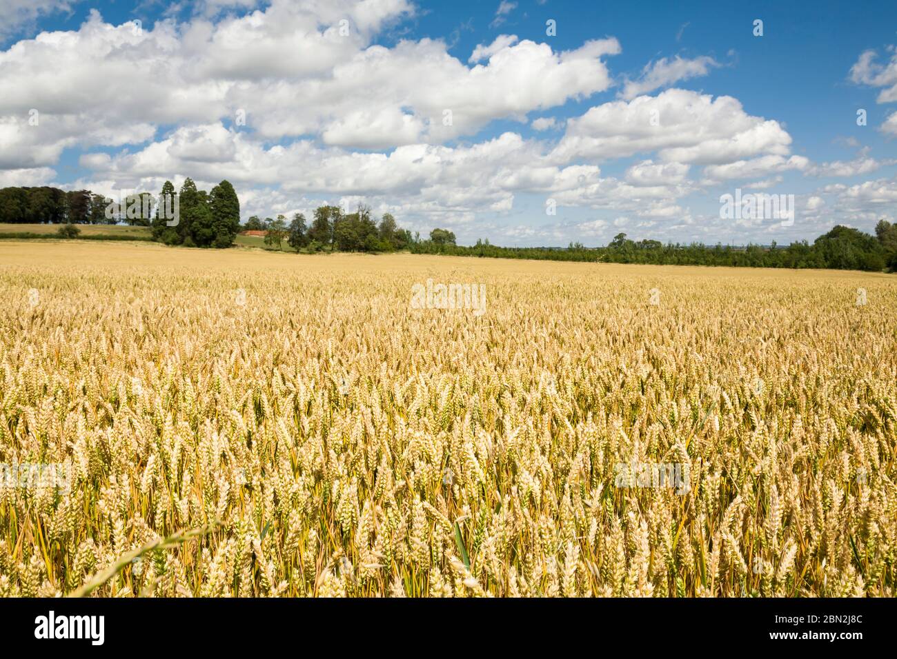 Fields of golden wheat, cereal crops in UK farmland Stock Photo