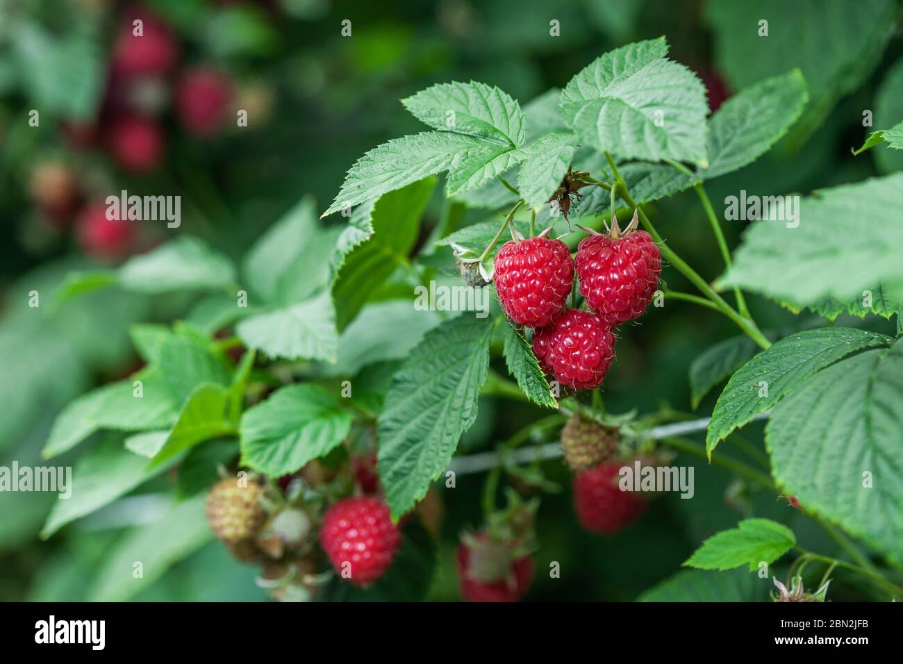 Growing red and green raspberries in a greenhouse Stock Photo Alamy