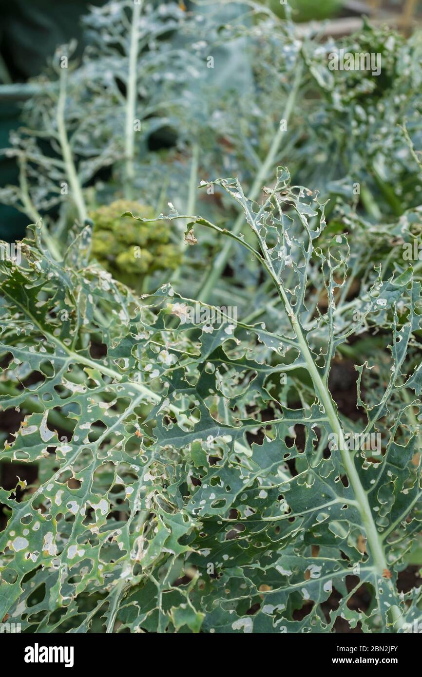 Damaged broccoli leaves eaten by caterpillars, vegetables eaten by garden pests, UK Stock Photo