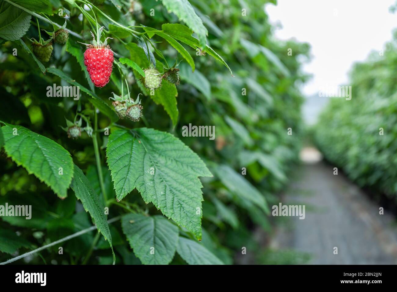 Growing red and green raspberries in a greenhouse Stock Photo Alamy