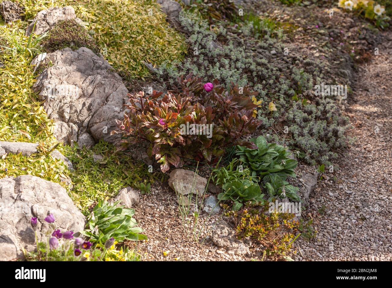 flowering pink peonies an artificially created rock garden Stock Photo