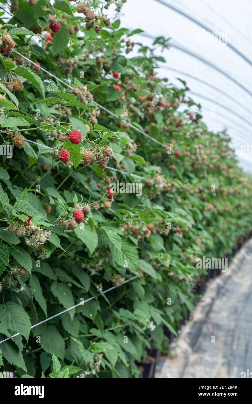 Growing red and green raspberries in a greenhouse Stock Photo Alamy