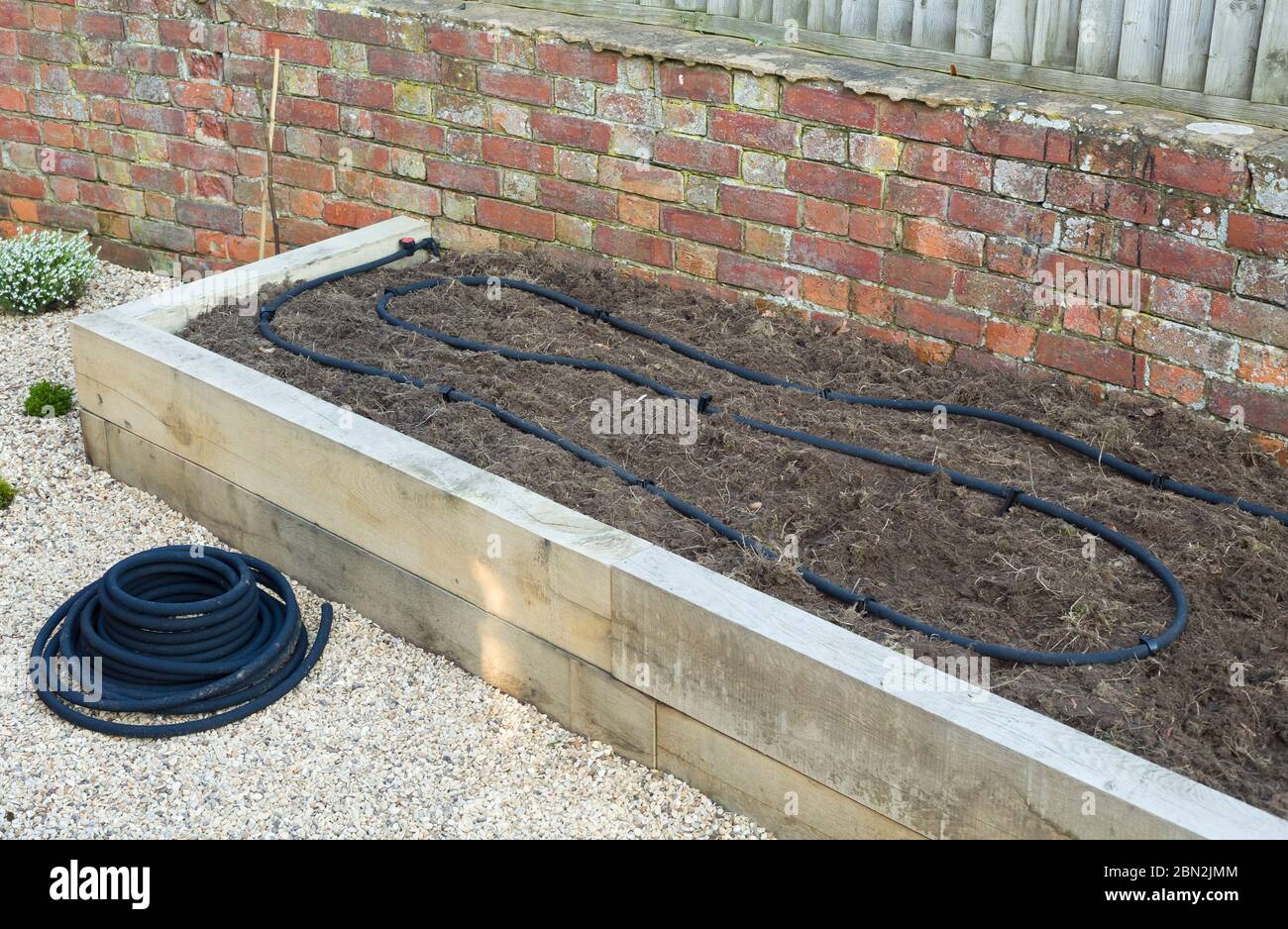 Installing soaker hose, water irrigation system in vegetable garden, UK Stock Photo Alamy