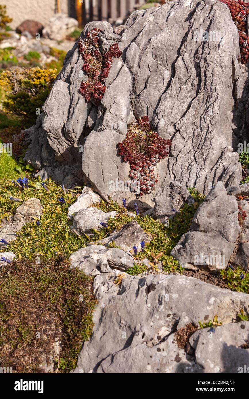 Detail of a rock garden in spring with house sausages on the stone and blue gentian Stock Photo