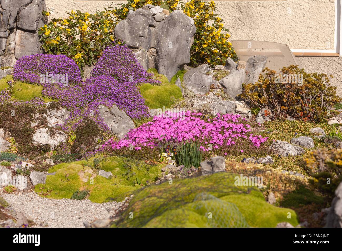 Artificially created rock garden with alpine moss, star moss, blue cushion, cushion plant and edelweiss. Stock Photo