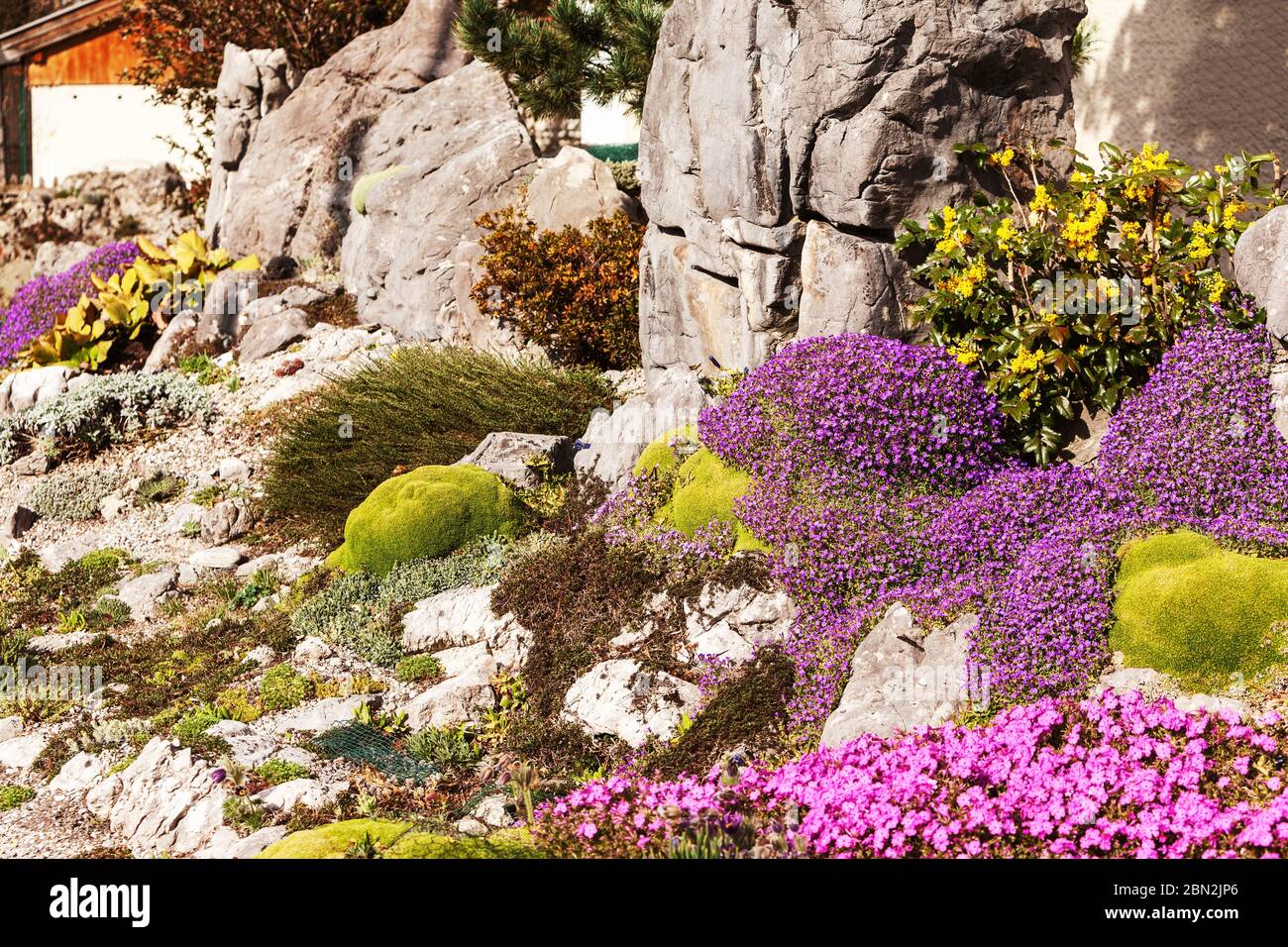 Artificially created rock garden with alpine moss, star moss, blue cushion, cushion plant and edelweiss. Stock Photo