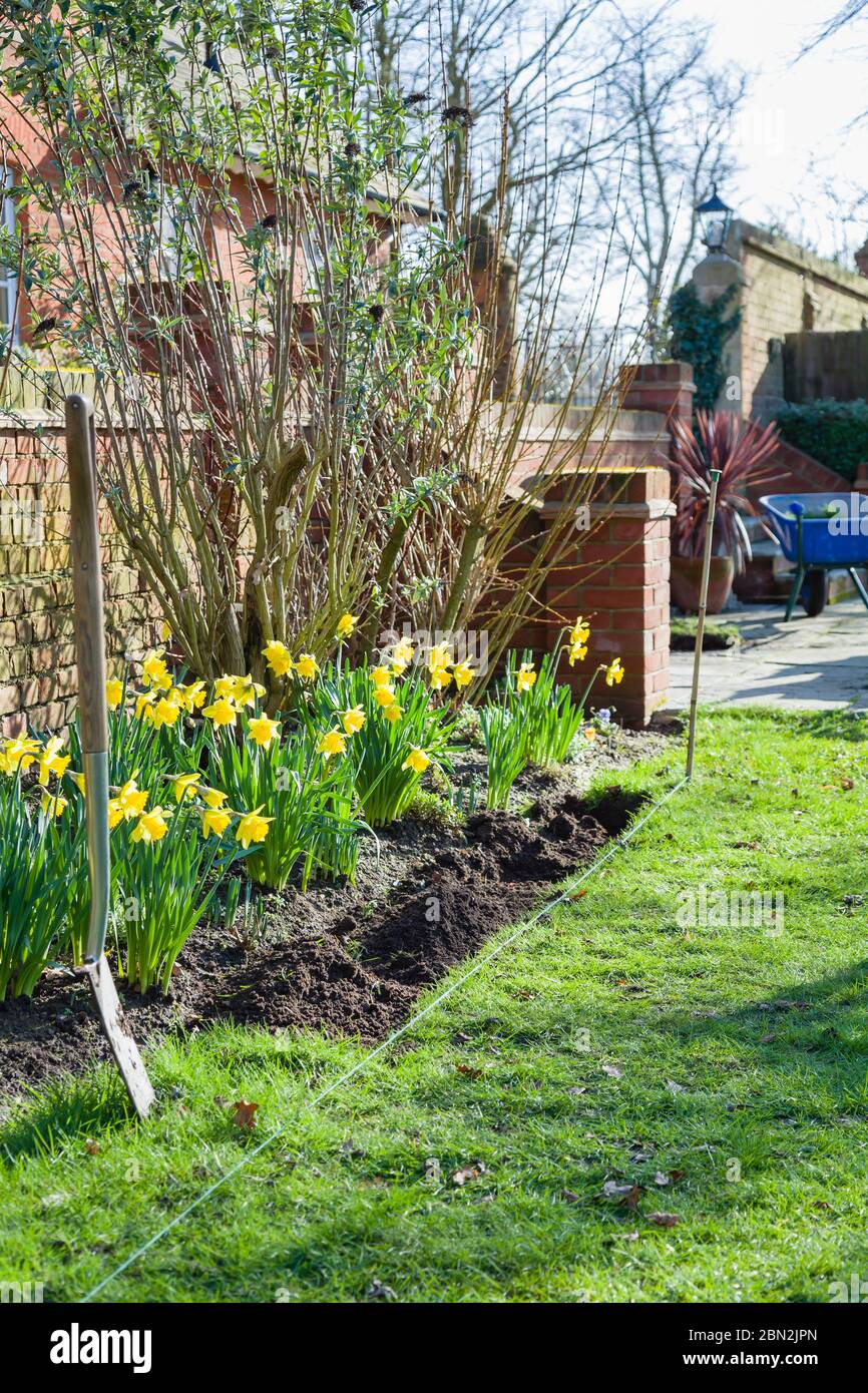Spring gardening at home. Edging a lawn in a back yard with a spade, UK Stock Photo