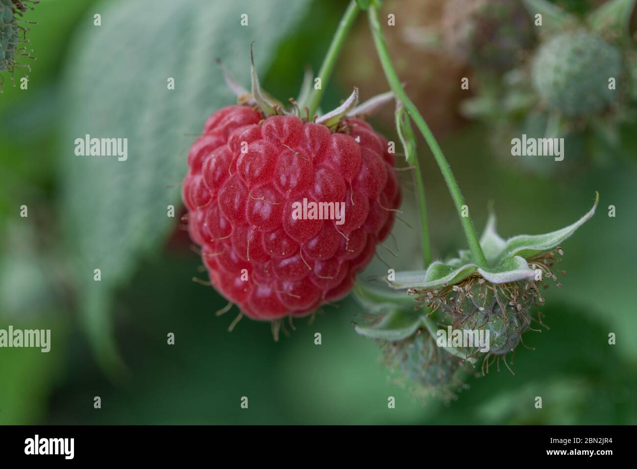 Growing red and green raspberries in a greenhouse Stock Photo Alamy