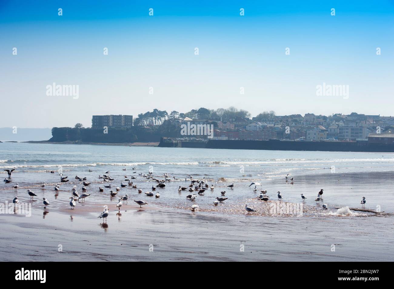 Seagulls gather round a freshwater outflow beach at Paignton, UK Stock Photo