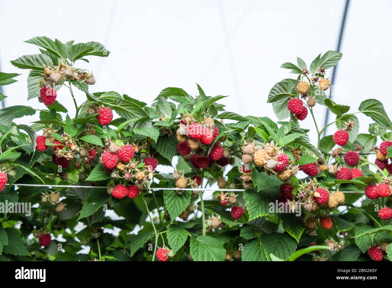 Growing red and green raspberries in a greenhouse Stock Photo Alamy