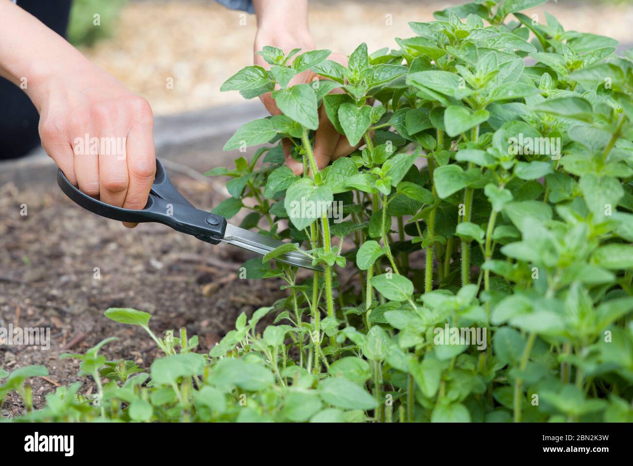 Woman growing and picking herbs (oregano) in a herb garden, UK Stock Photo